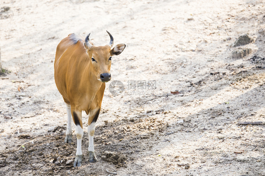 红牛母亲荒野农业轿车家畜国家动物女性农场热带图片