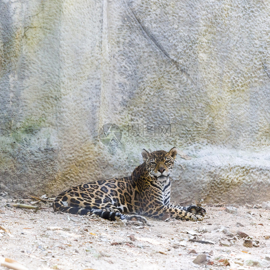 美洲虎豹属橙子毛皮男性老虎动物园公园荒野哺乳动物皮肤图片