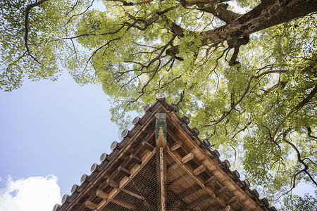 太宰治Dazaifu带树的木屋顶背景