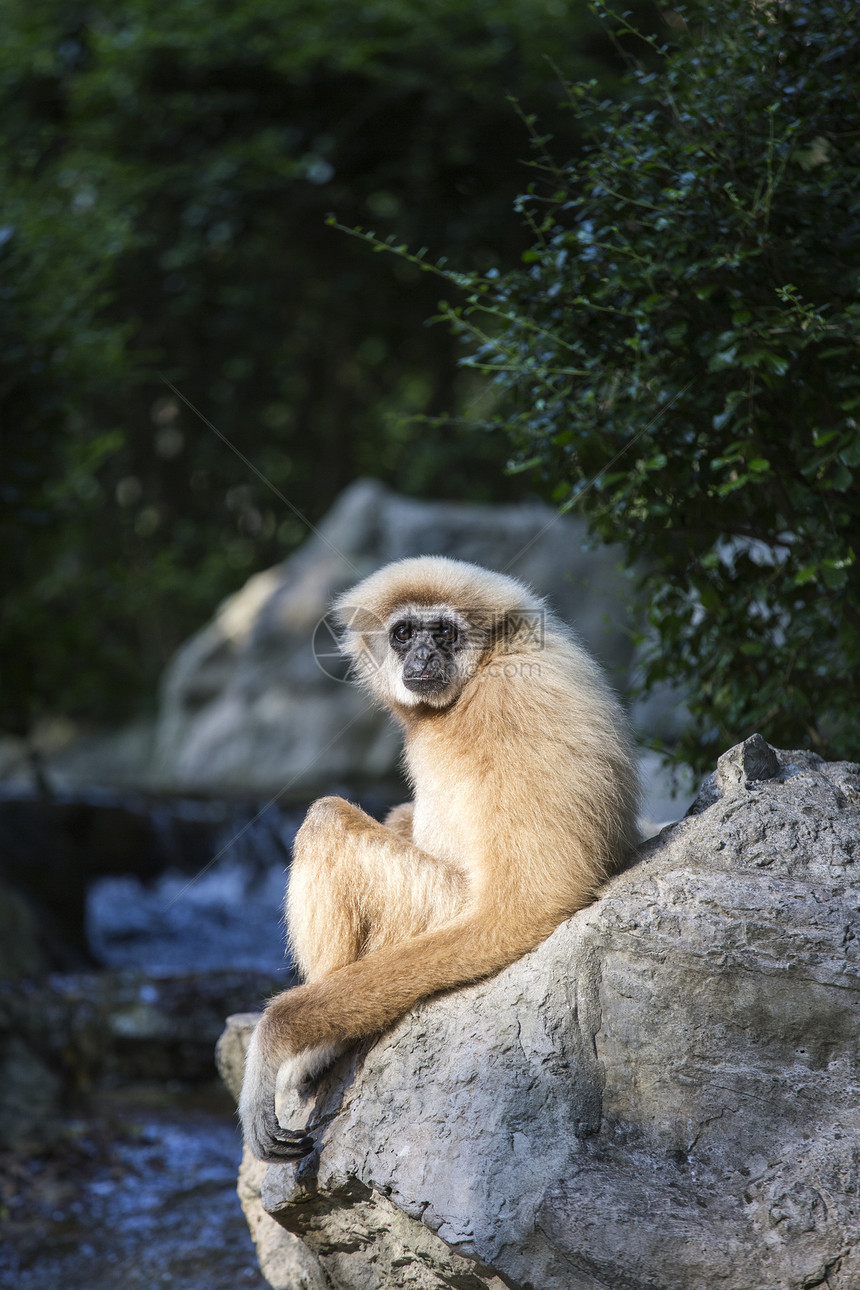 Gibbon 白手灵长类动物园丛林俘虏原始人女性猩猩生活动物猿猴图片