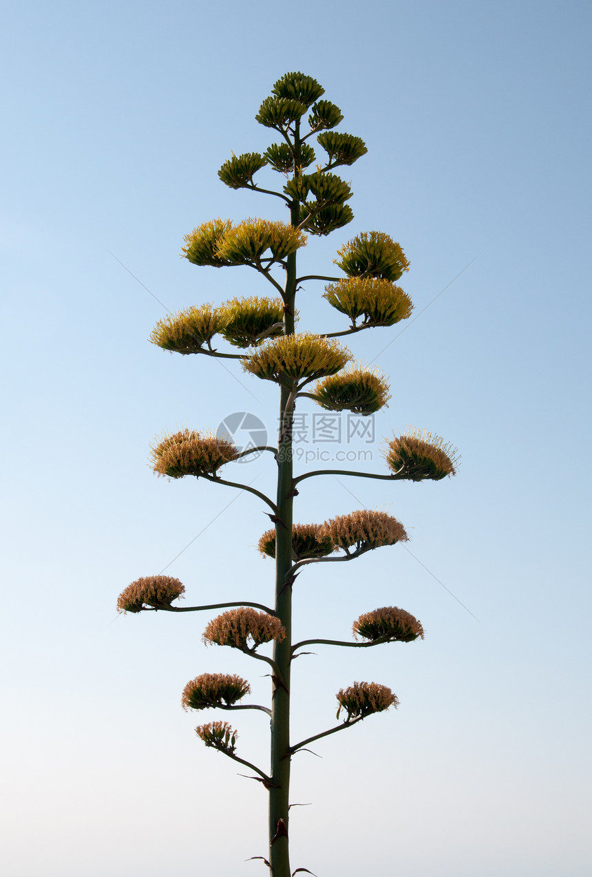 花生植物植物群季节植物学生长天空晴天花朵蓝色环境图片