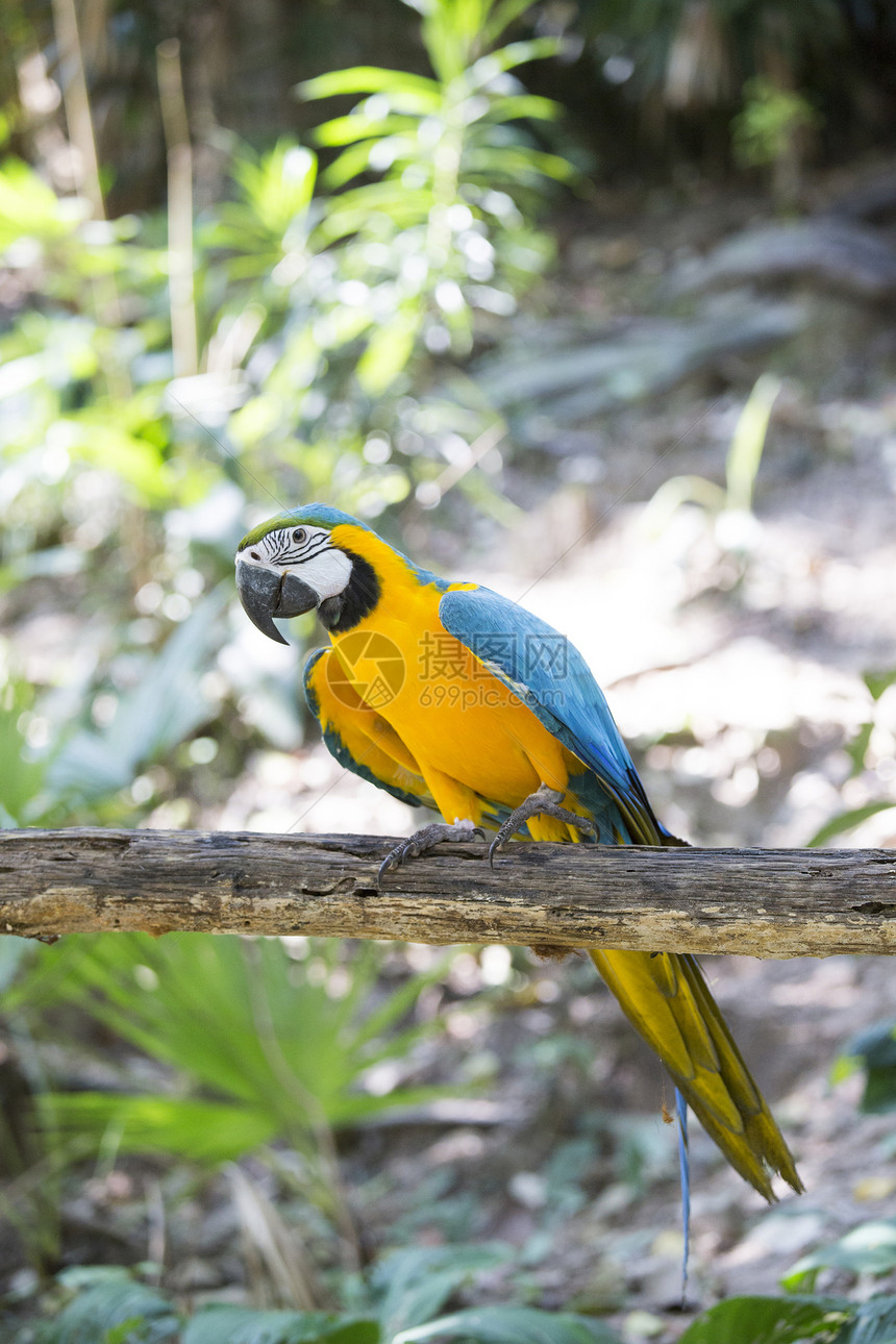 蓝色黄色金刚鹦鹉尾巴金色异国热带动物翅膀丛林飞行荒野情调图片