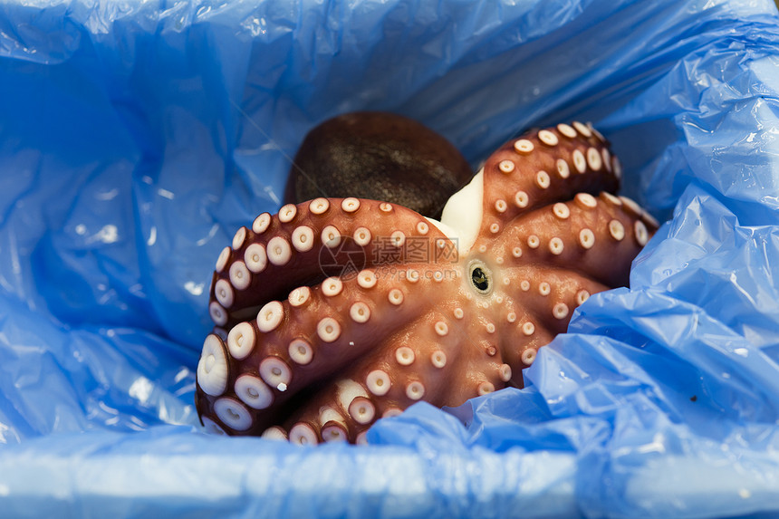 日本津二市场卖的八爪鱼海鲜章鱼海洋墨水螺旋紫色美食作品触手乌贼图片
