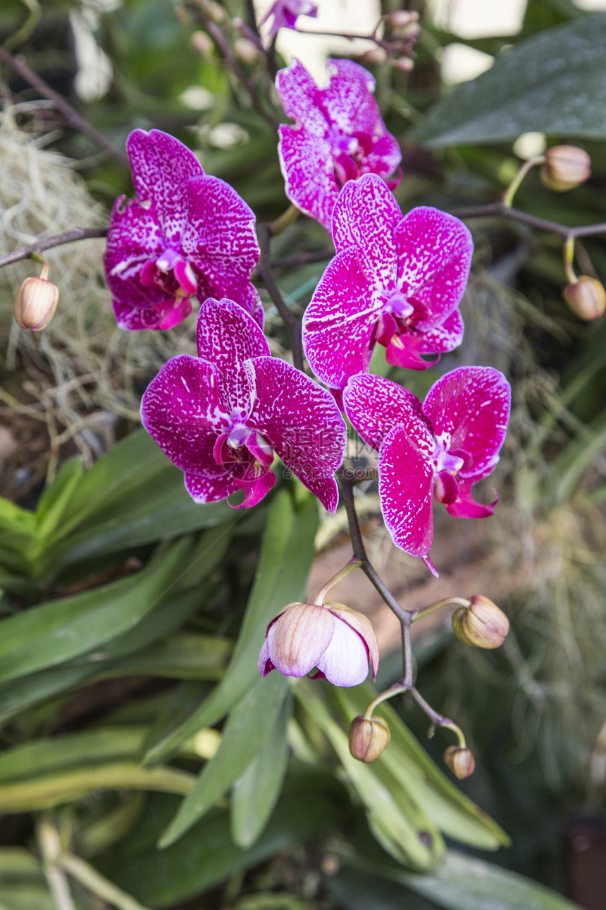 泰国兰花花花束紫色花园异国情调植物花瓣宏观植物学热带图片