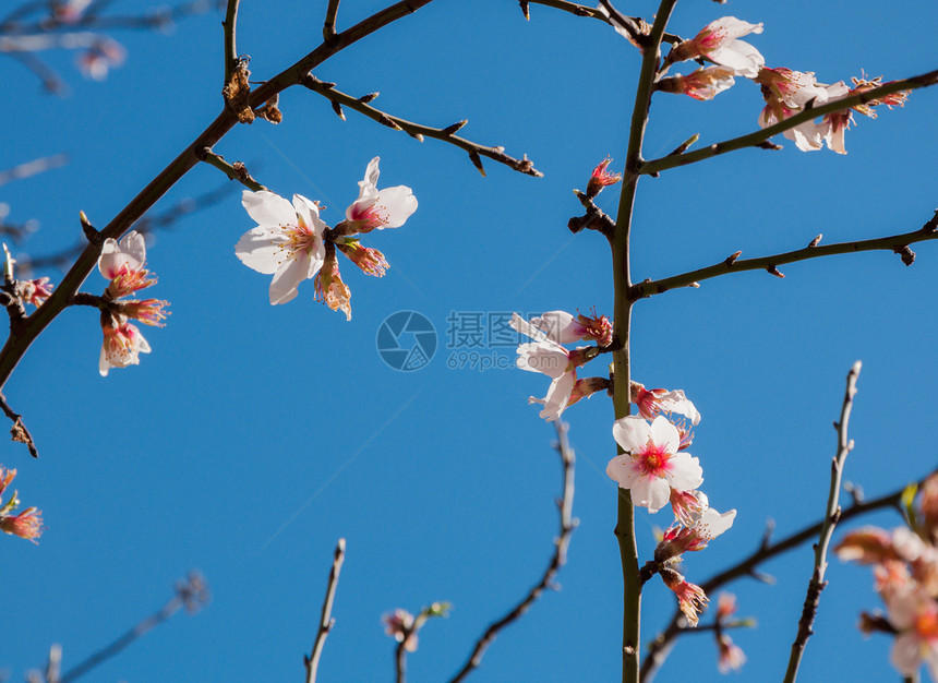 蓝色天空的黑色树枝上的杏仁花朵图片