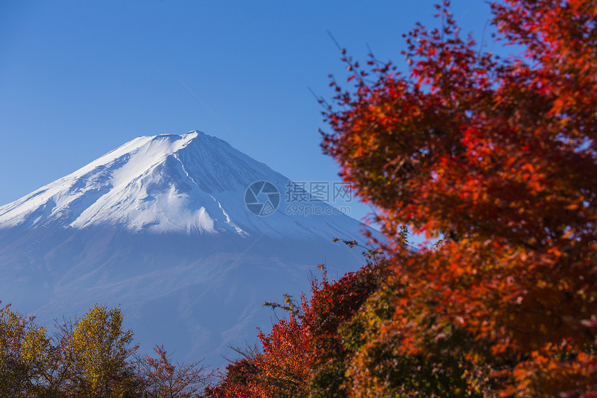 富士山 红色秋天 日本川口子图片