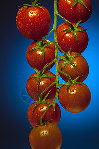 藤番茄背景图片