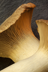 牡蛎王蘑菇食物菌类背景图片