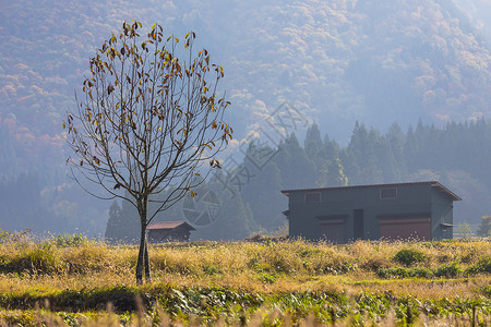 造山的日本白川高的秋季建筑村庄历史季节历史性遗产房子世界地标全景背景