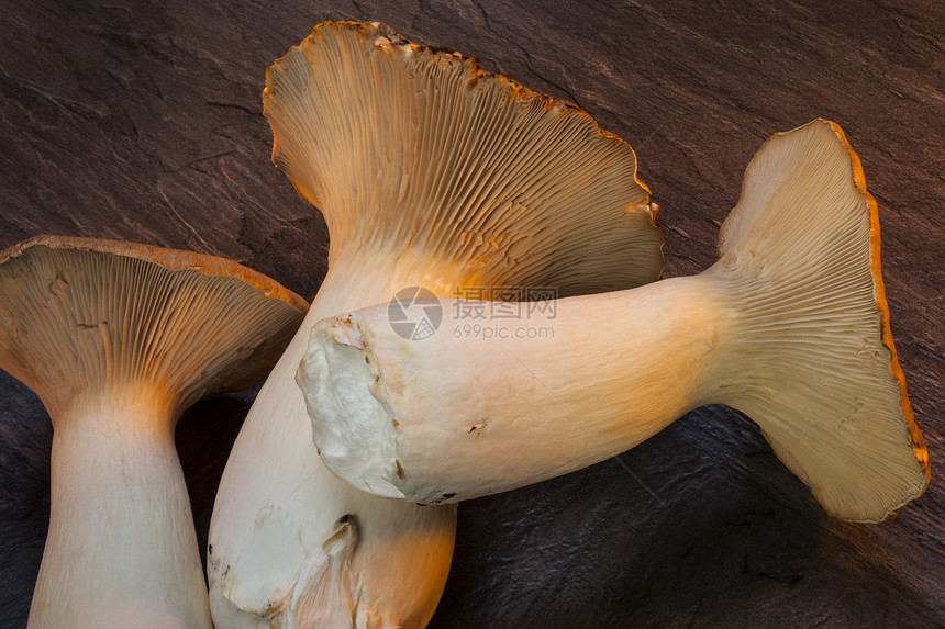 牡蛎王蘑菇食物菌类图片