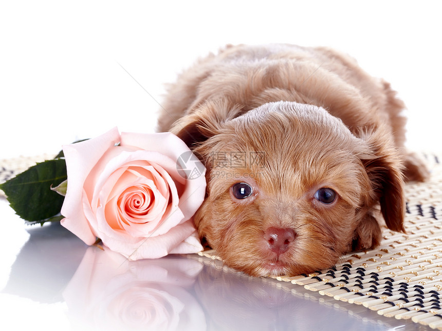 地毯上有玫瑰的小狗毛皮脊椎动物友谊乐趣贵宾犬类猎犬小地毯朋友宠物图片