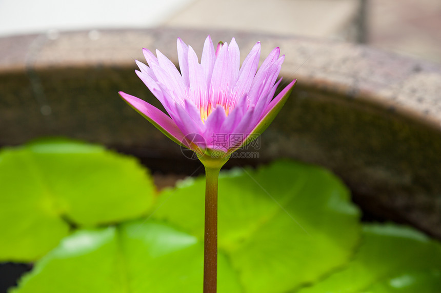 莲花生物学反思繁荣池塘植物学季节冥想花瓣荒野明信片图片