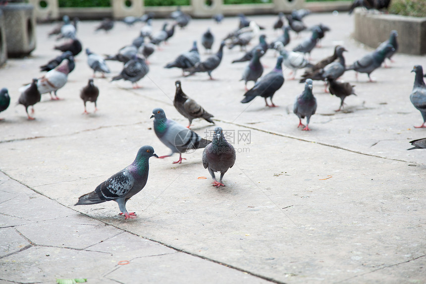 一群鸽子黑色历史性动物航班鸟类翅膀人群团体假期食物图片