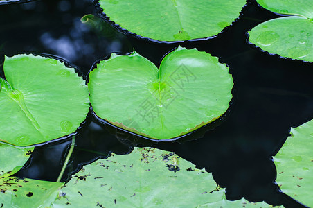 绿色漂浮叶子荷叶浮萍池塘软垫植物绿色百合叶子红色睡莲花园背景