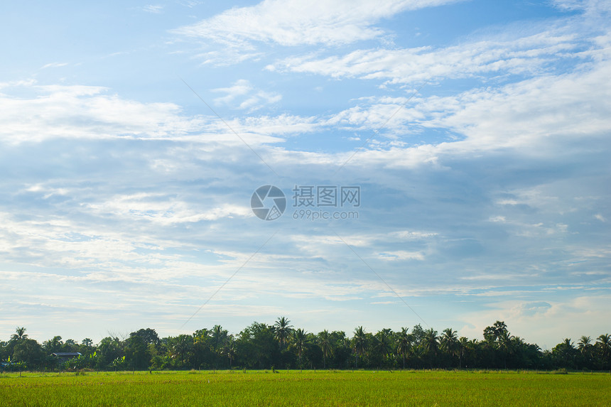 清晨是稻田图片