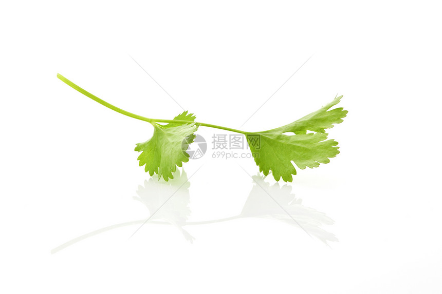 Coriander 叶孤立图片