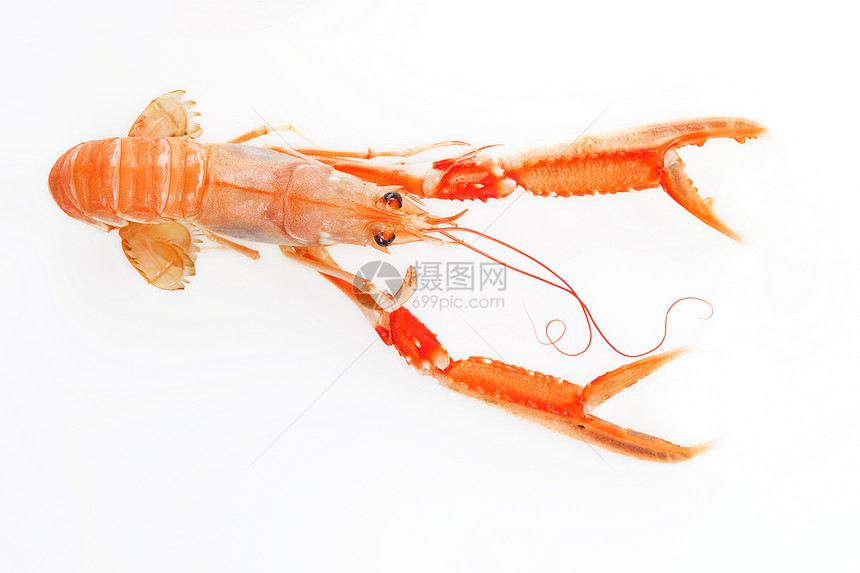 Langoustine孤立无援图片