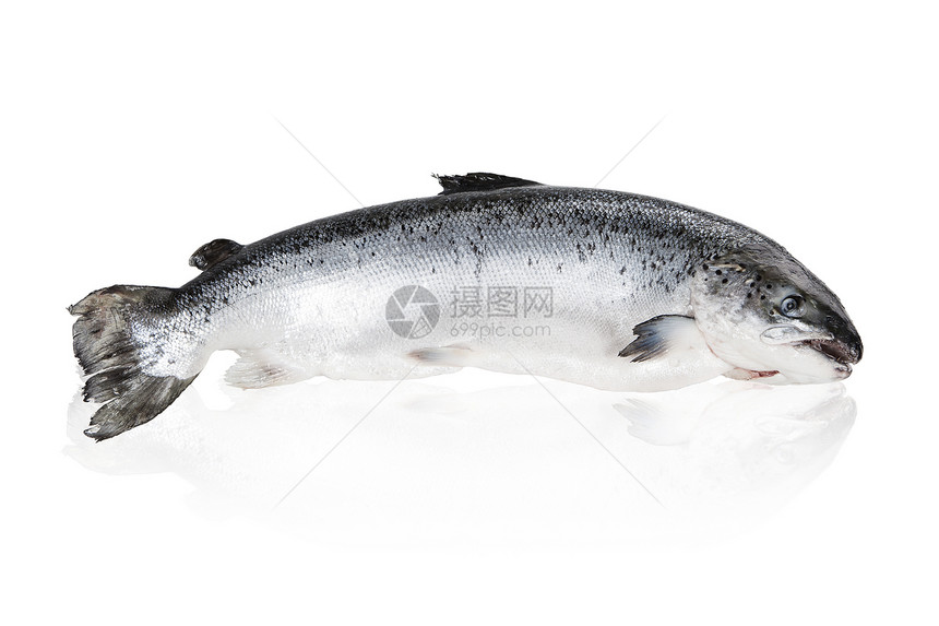 鲑鱼白色食物美食海洋皮肤海鲜图片