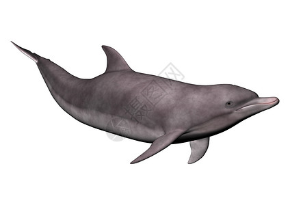 海豚白色野生动物游泳哺乳动物智力水平动物荒野乐趣背景图片
