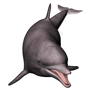 海豚野生动物游泳水平白色动物哺乳动物智力乐趣荒野背景图片