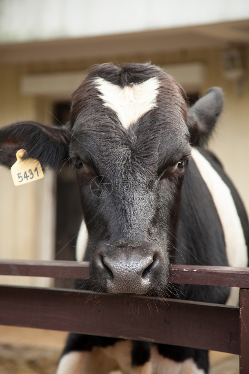 奶牛农场母牛村庄牛肉家畜环境动物国家奶制品野生动物牛奶图片
