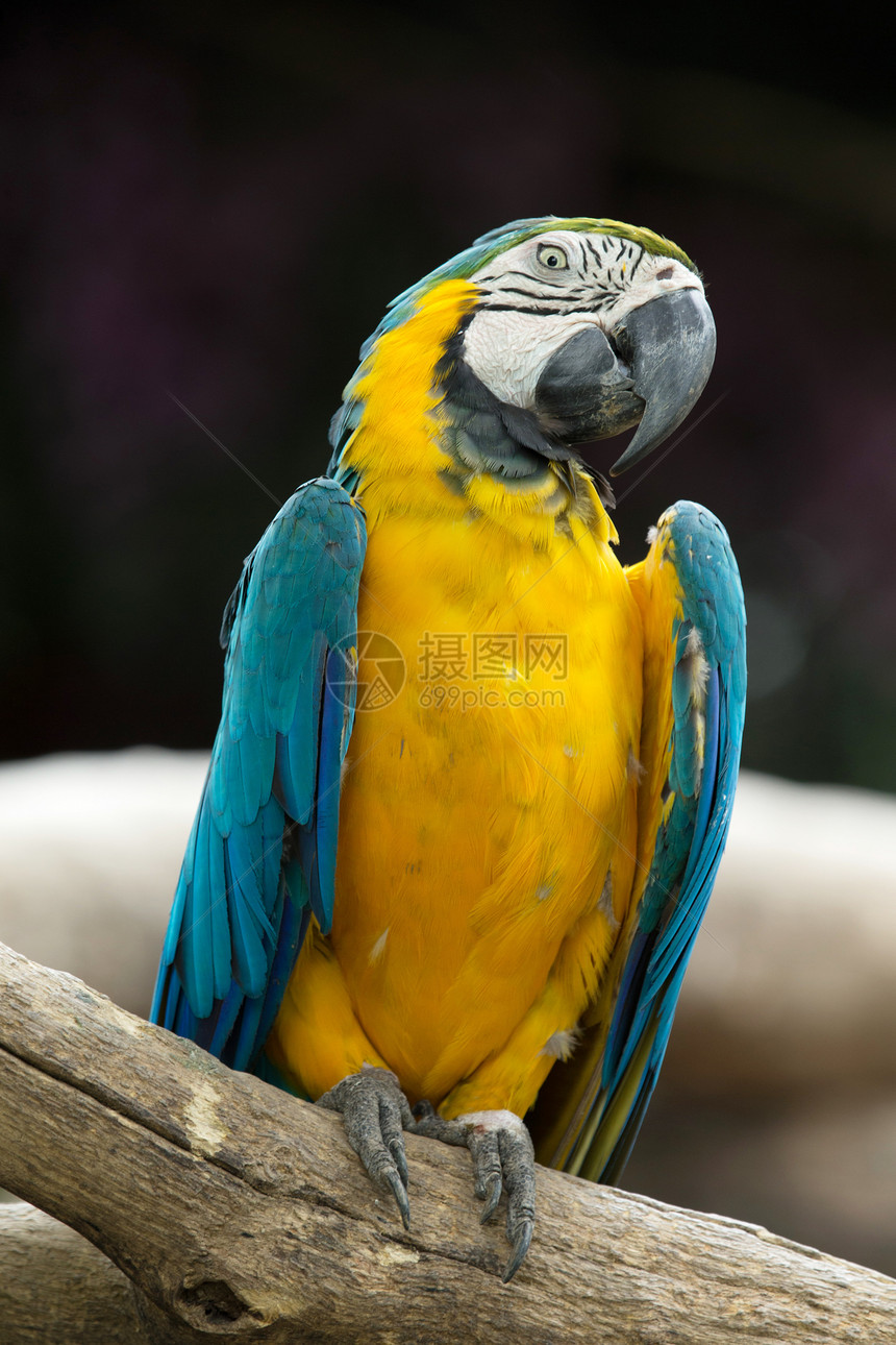 鹦鹉鸟金刚鹦鹉丛林荒野绿色蓝色动物群鸟类野生动物生活眼睛图片