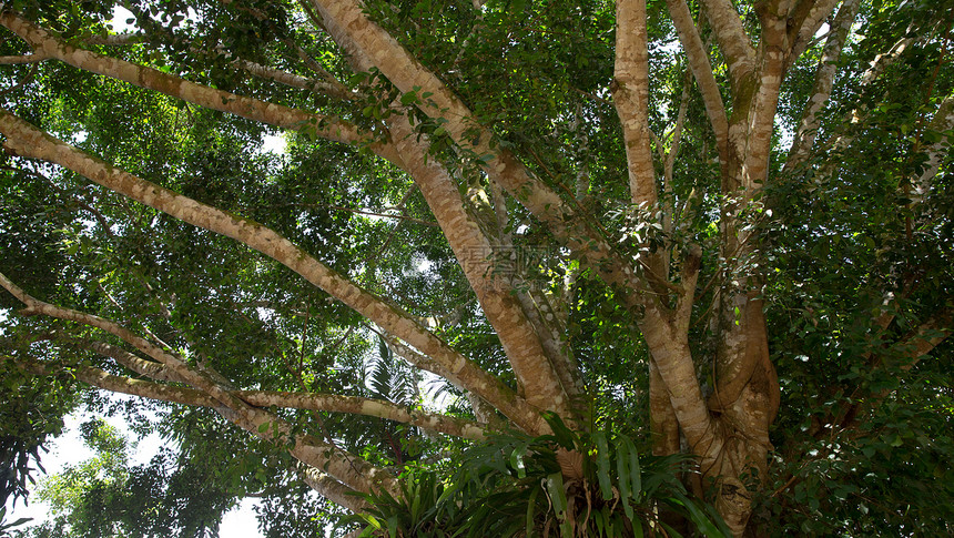 绿木树叶环境遗产背光叶子植物木头绿色植物皮层树木图片