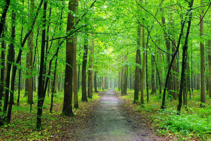 森林木头绿色射线分支机构季节公园小路晴天树干环境图片