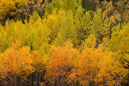 黄树落下 育空北方森林泰加背景图片
