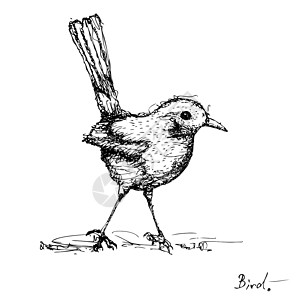 鸟类矢量草图绘图背景图片