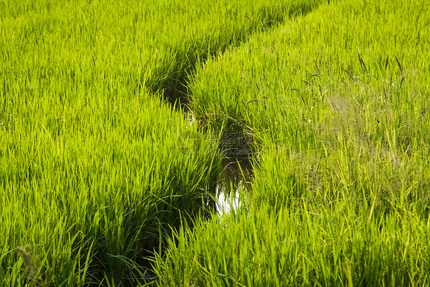 稻田农场农田环境叶子场地生长收成乡村黄色种子图片