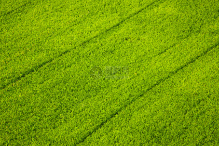 稻田生长植物粮食黄色场地土地环境叶子谷物种植园图片
