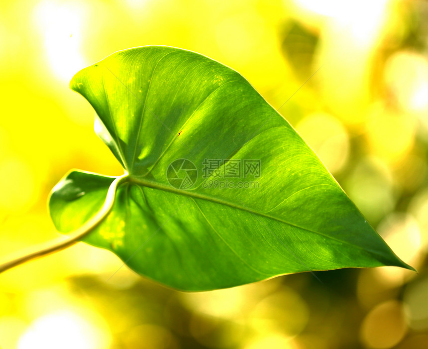 绿叶叶森林活力绿色植物生态植物植物学季节宏观生物学叶子图片