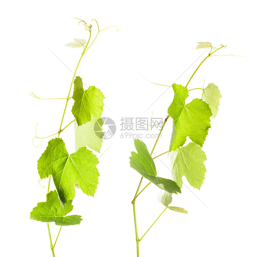 葡萄树叶季节性收成白色植物卷曲酒厂小枝叶子生长绿色图片