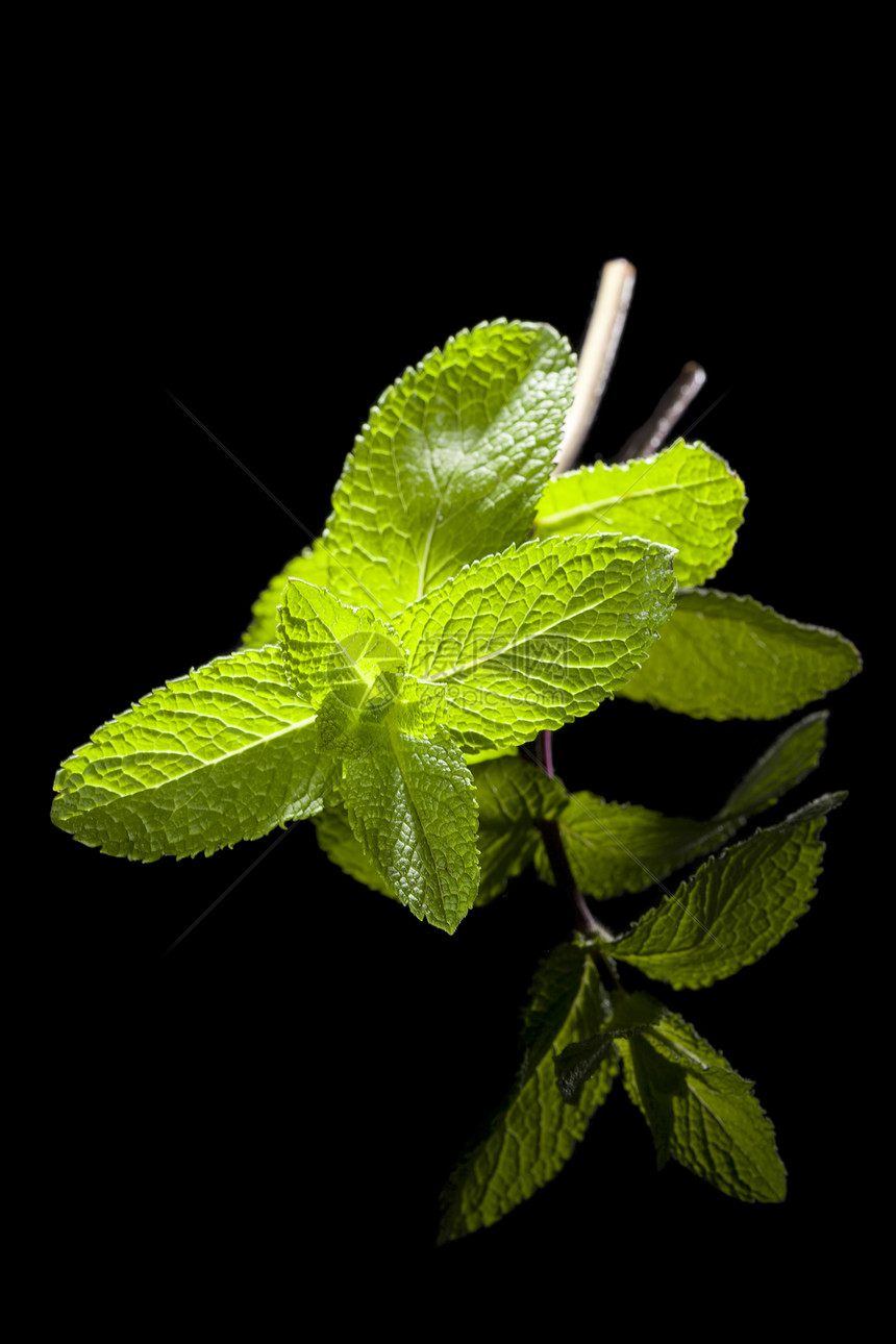 新鲜薄荷糖芳香草本植物植物绿色草本黑色健康叶子图片