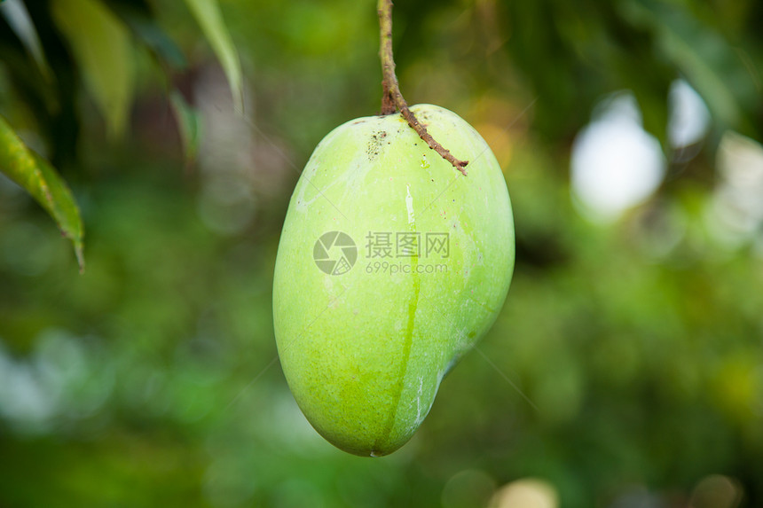 芒果树叶种子生产叶子异国水果情调花园食物热带图片