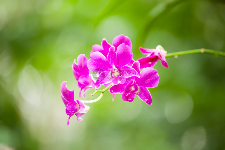 兰花热带幼苗花束植物群风格装饰公园情调花园生活图片