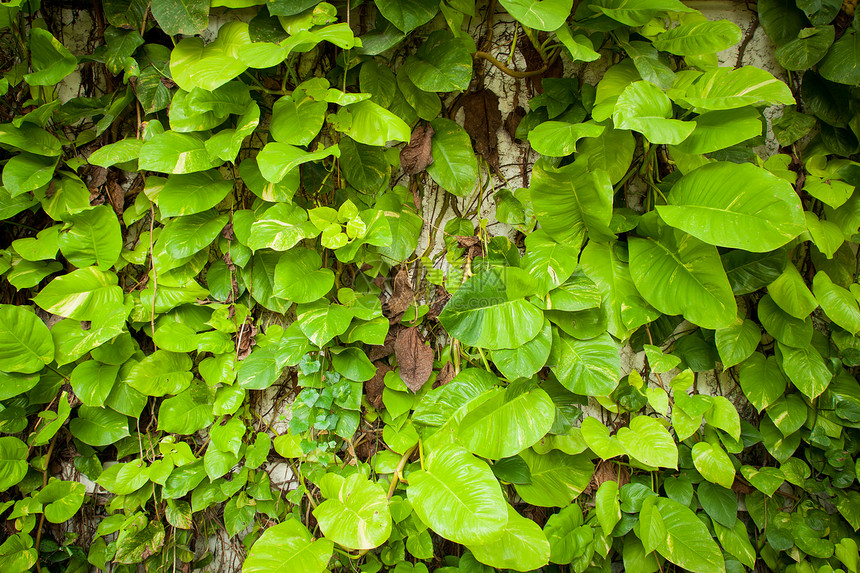 大叶子热带丛林花园园艺植物树叶花瓣荒野植物学季节图片