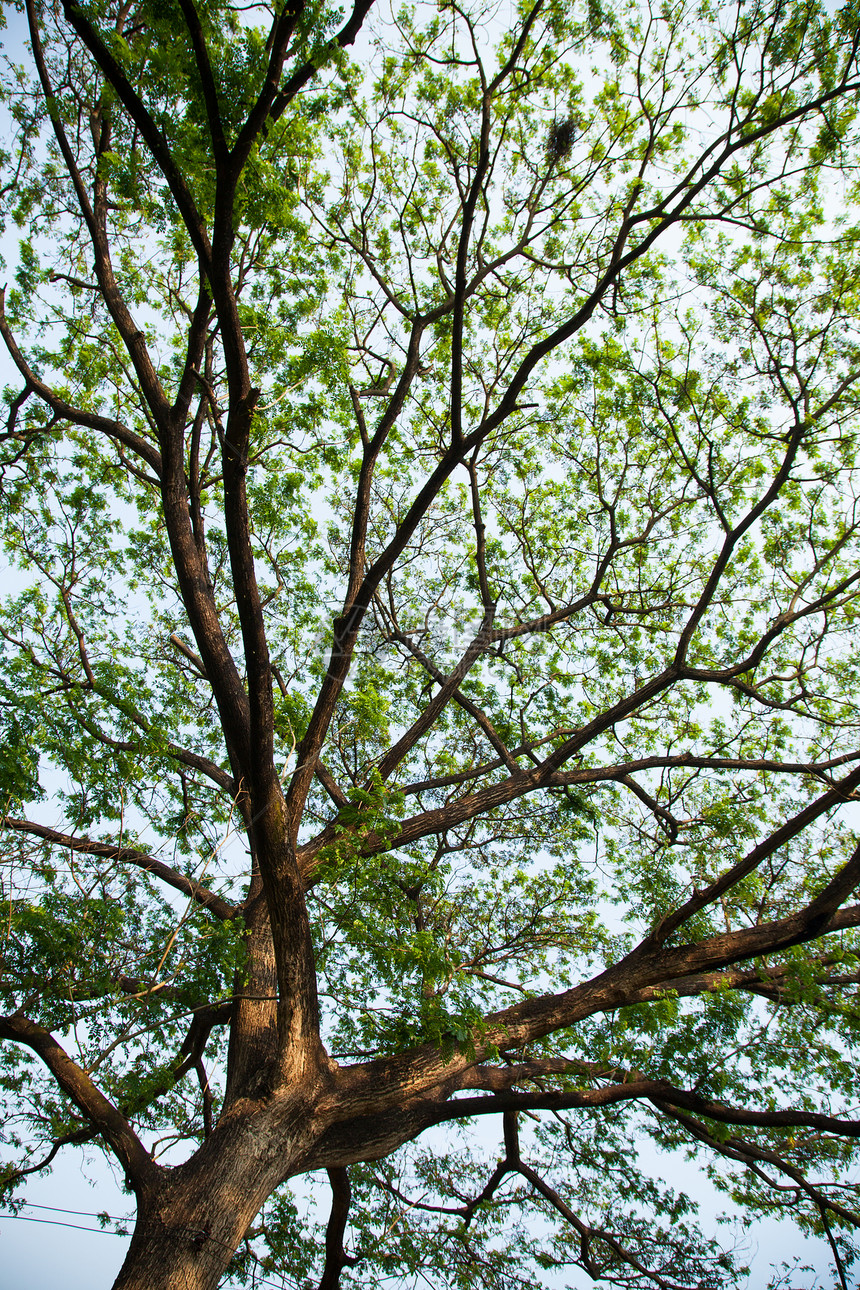 在一棵大树下枝条花园太阳叶子绿色阳光植物公园环境树木图片