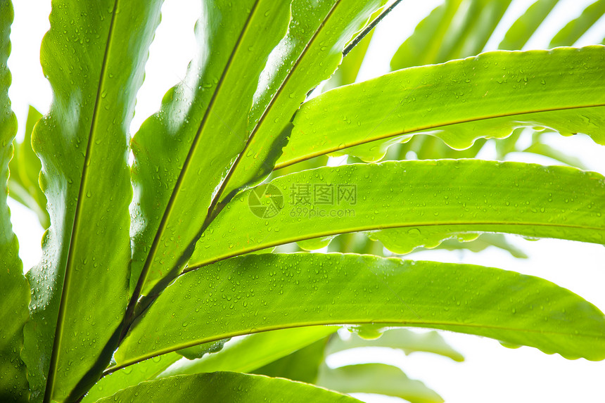 叶子和水滴草本植物阳光生活生长植物花园液体环境雨滴天气图片