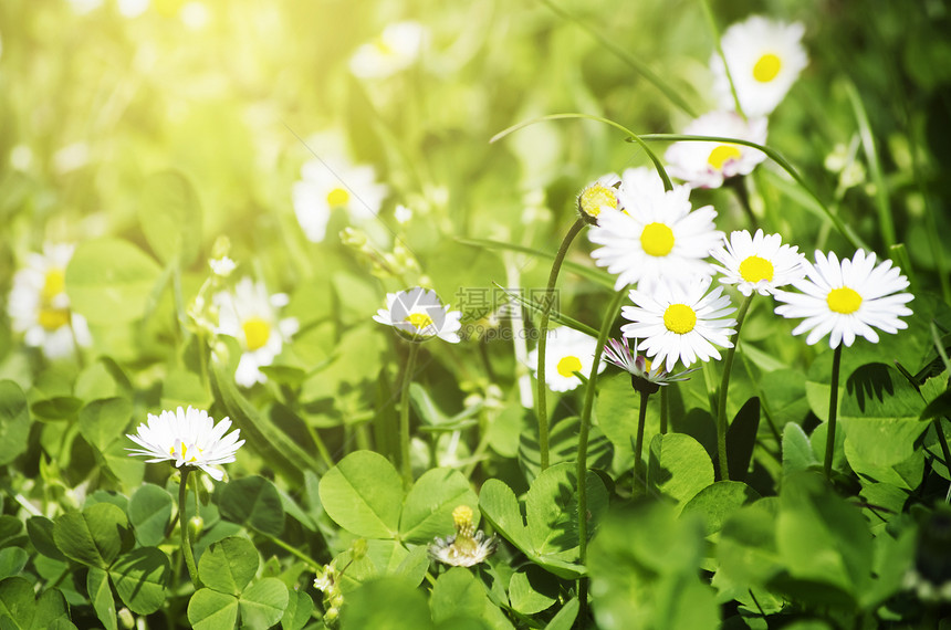 春白时期草地植物生长绿色太阳白色雏菊花朵荒野乡村图片
