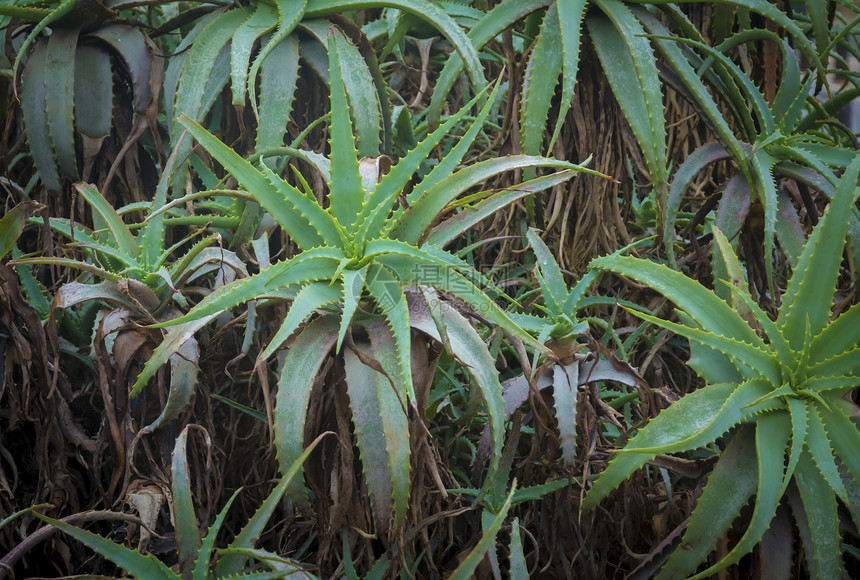 Aloe vera 植物图片