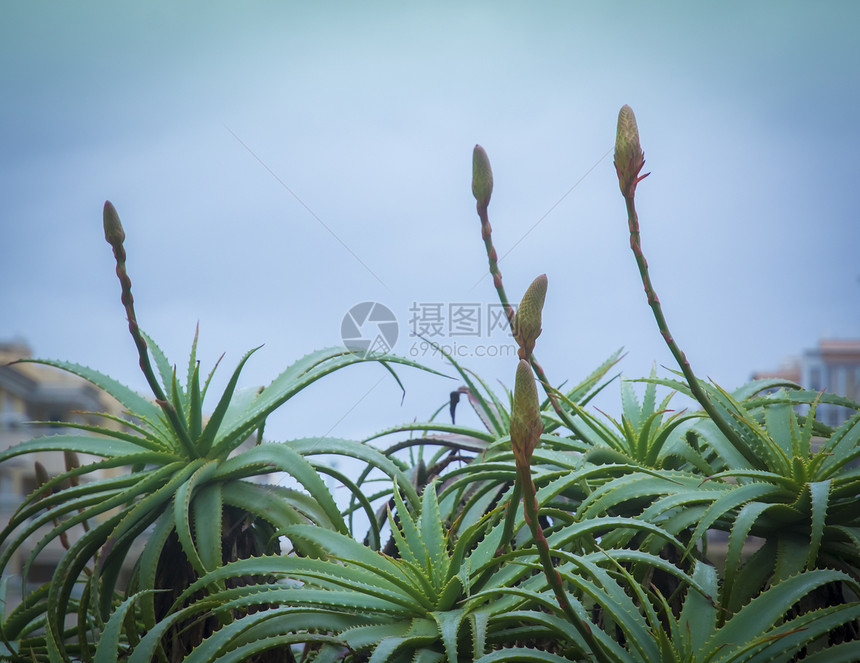 有芽的 Aloe vera 植物图片