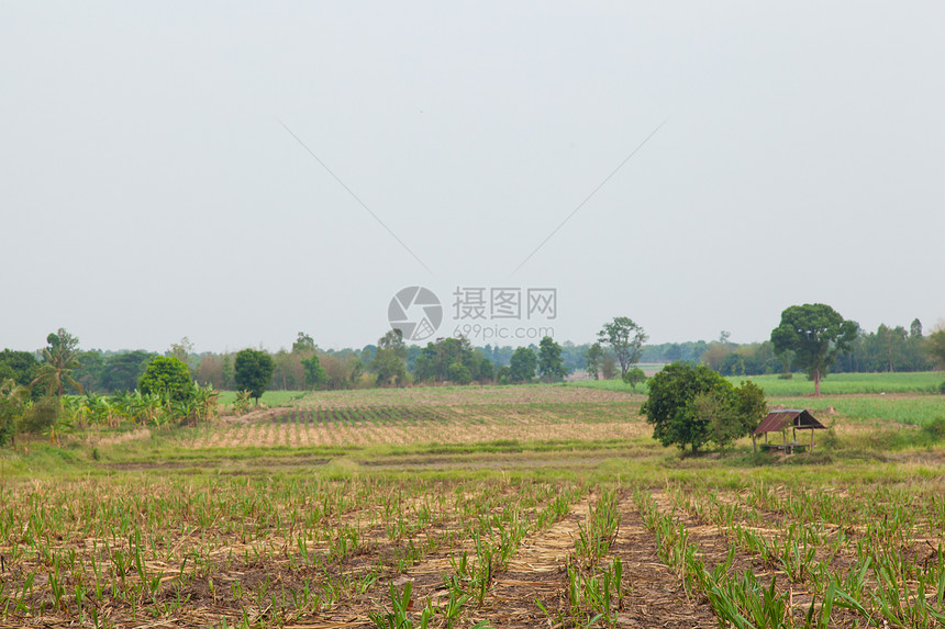 甘蔗糖稻草种植园环境土地活力叶子农村热带树叶化石图片