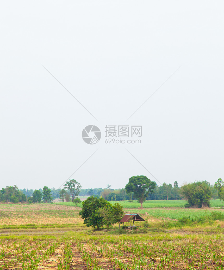 甘蔗糖环境土地天空收成农村燃料农场叶子化石农田图片