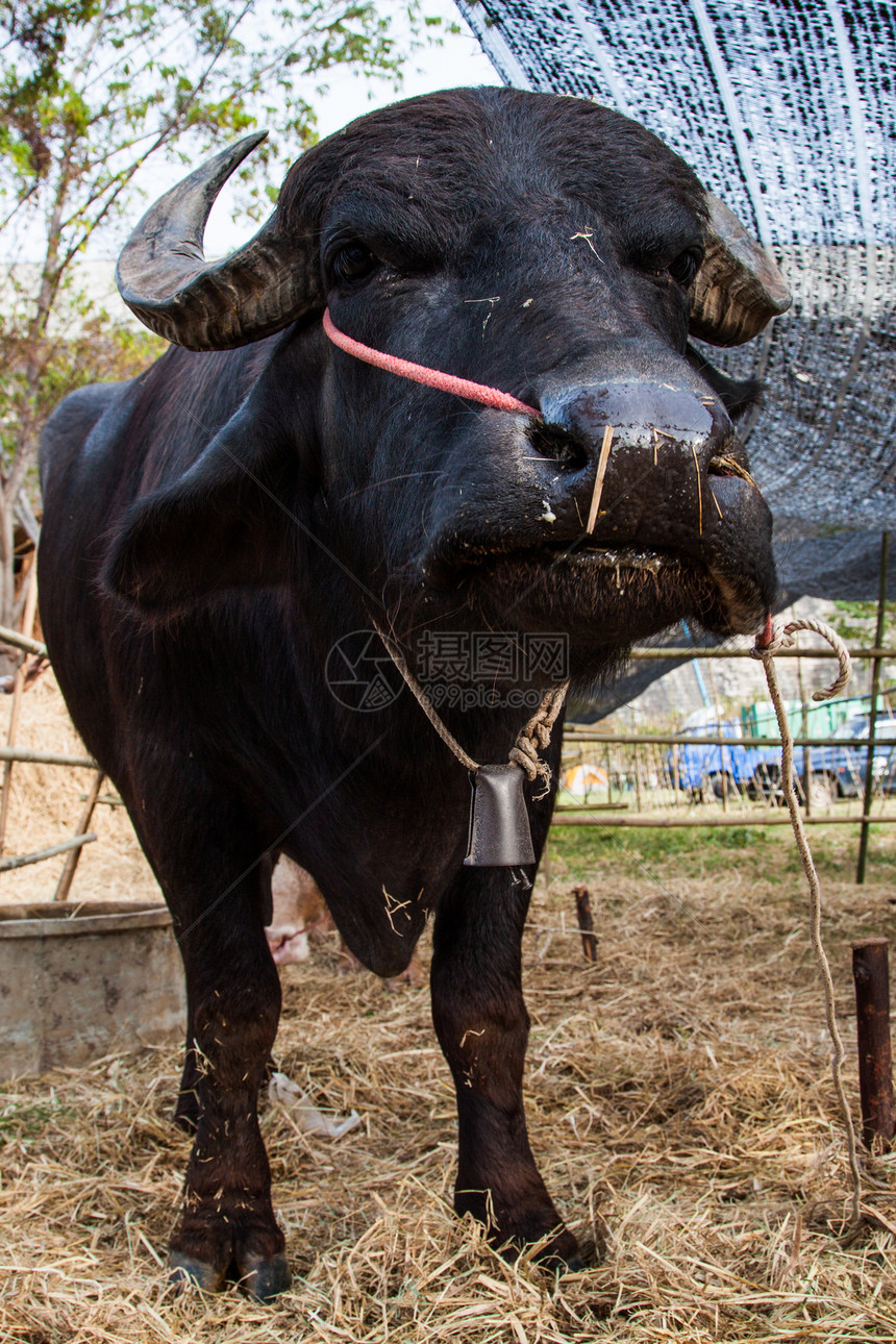 在泰国的奶牛和水牛图片