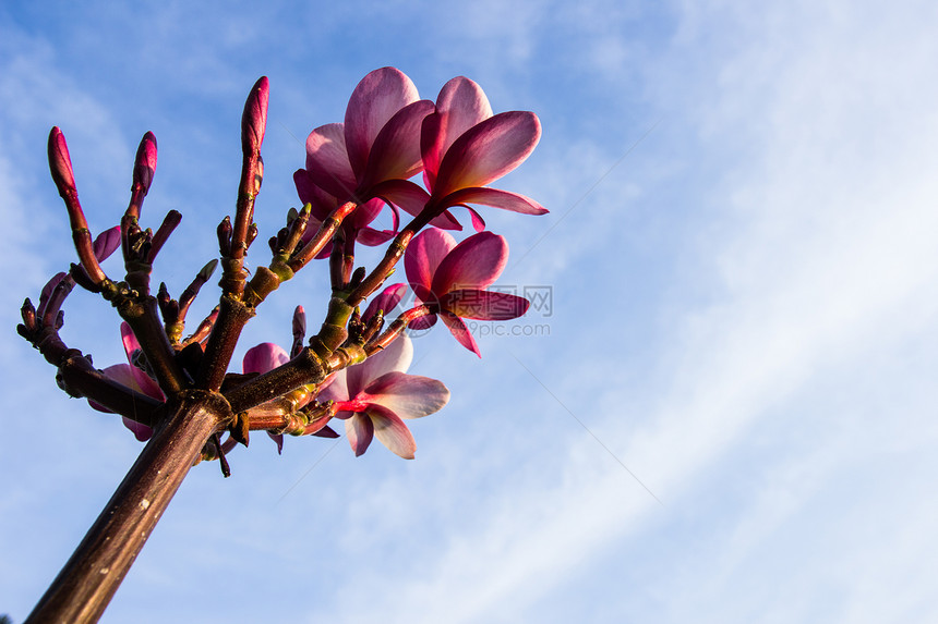 蓝色天空上的花朵瑜伽治疗异国温泉热带粉色按摩情调黑色奢华图片