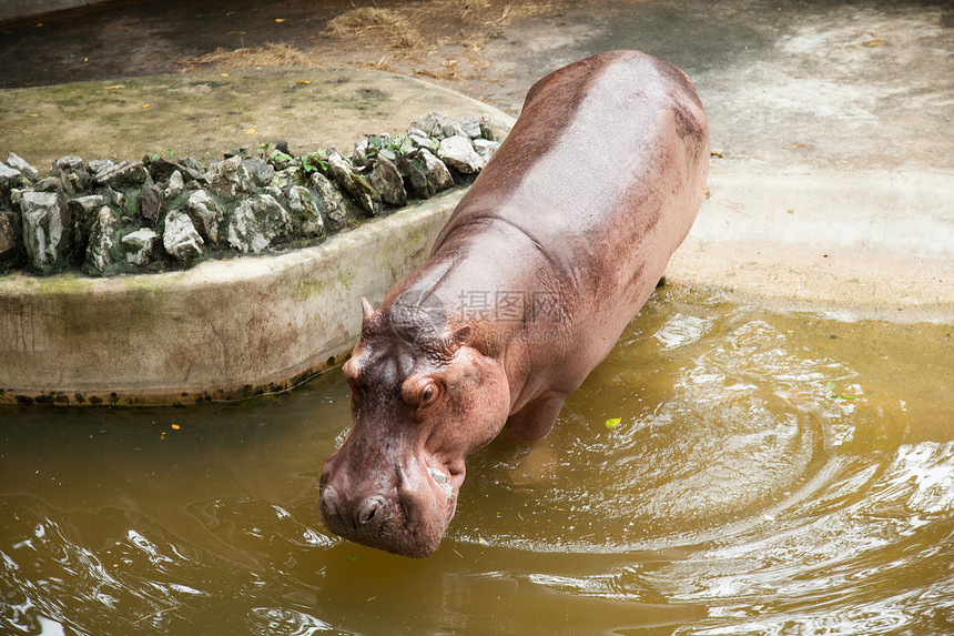 河马生物荒野热带动物哺乳动物皮肤两栖动物食草危险动物园图片