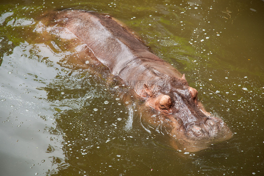 河马危险热带野生动物哺乳动物生物动物皮肤食草旅行荒野图片