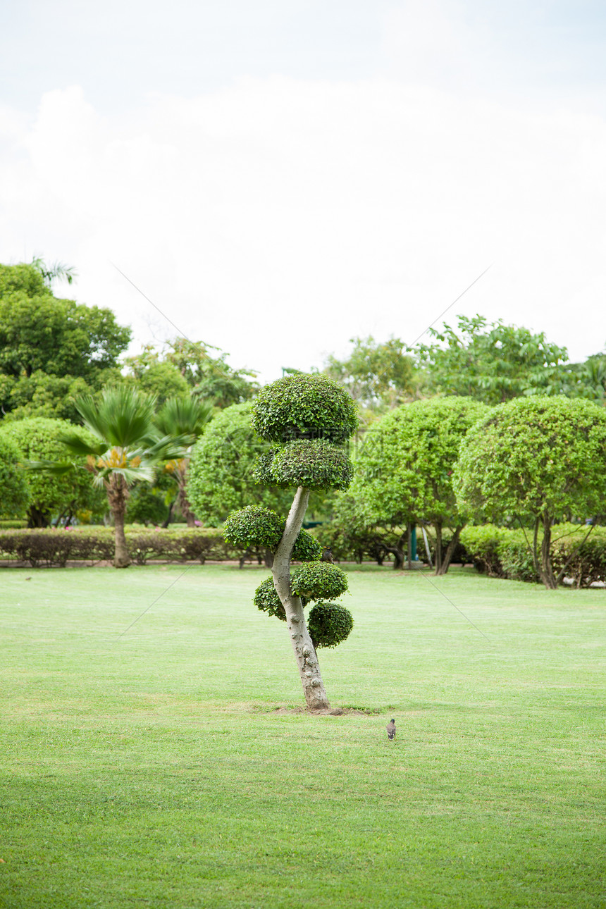 树木装饰绿色雕塑植物群衬套植物园艺作品路面花园雕刻图片